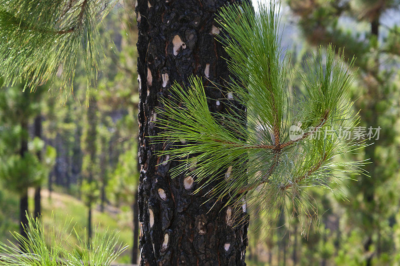 加那利松(Pinus canariensis)，加那利群岛特有的植物物种